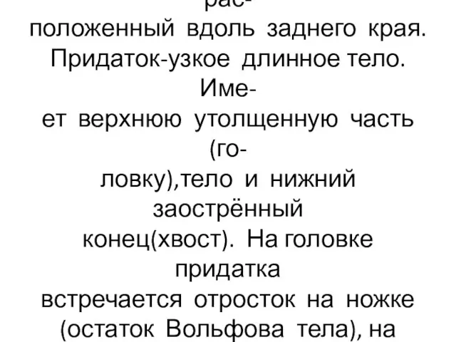 К заднему краю яичка подходит семенной канатик и придаток, рас- положенный