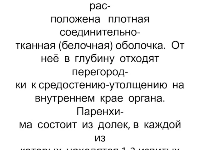 Снаружи большая часть яичка по- крыта брюшиной, за которой рас- положена