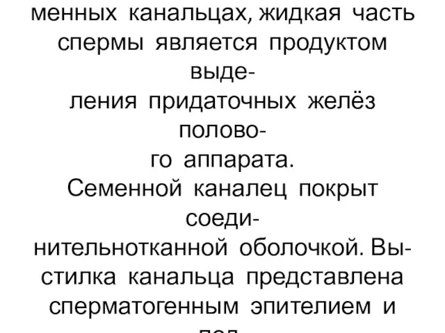 Сперма секретируется только в се- менных канальцах, жидкая часть спермы является