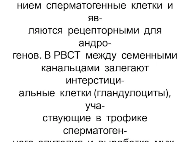 Сустентоциты обеспечивают пита- нием сперматогенные клетки и яв- ляются рецепторными для