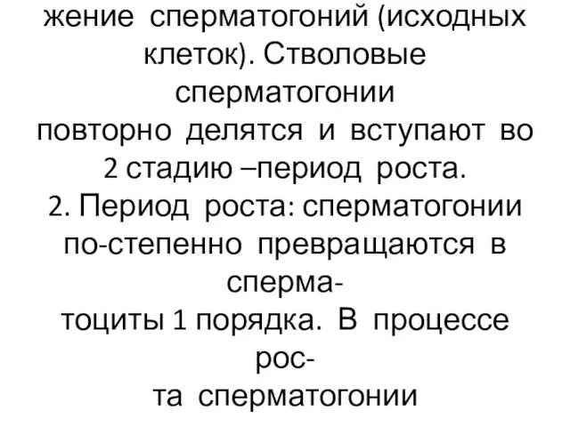 Стадии сперматогенеза: 1.Размно- жение сперматогоний (исходных клеток). Стволовые сперматогонии повторно делятся