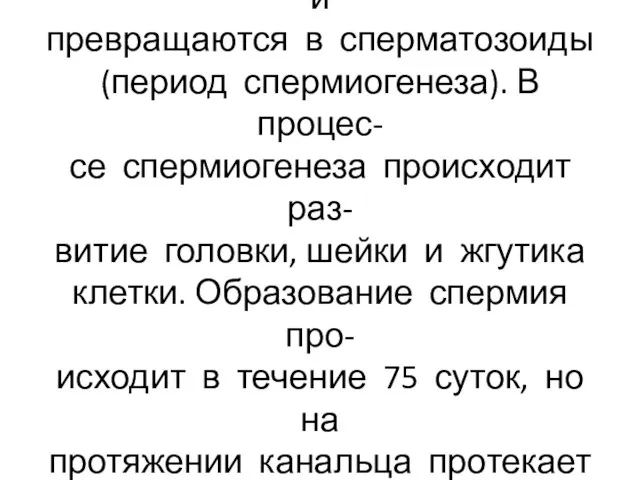 Сперматиды больше не делятся и превращаются в сперматозоиды (период спермиогенеза). В