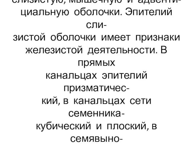 Все семявыносящие пути имеют слизистую, мышечную и адвенти- циальную оболочки. Эпителий