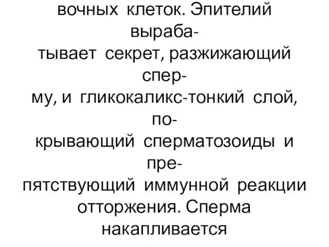 В придатке эпителий 2-рядный, со- стоит из цилиндрических и вста- вочных