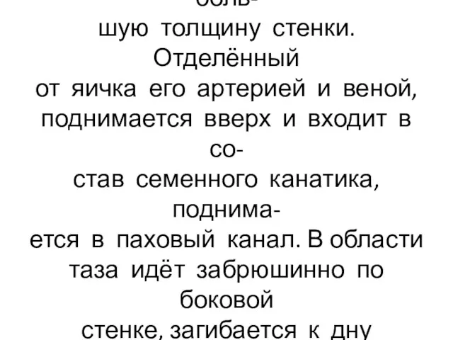 Семявыносящий проток-продолже- ние канала придатка, имеет боль- шую толщину стенки. Отделённый