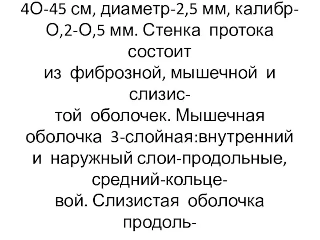 Длина семявыносящего протока 4О-45 см, диаметр-2,5 мм, калибр- О,2-О,5 мм. Стенка