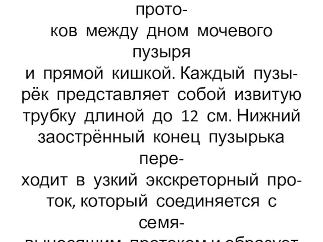 Семенные пузырьки лежат лате- рально от семявыносящих прото- ков между дном