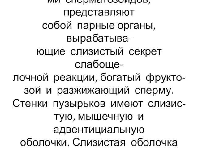 Пузырьки не являются приёмника- ми сперматозоидов, представляют собой парные органы, вырабатыва-