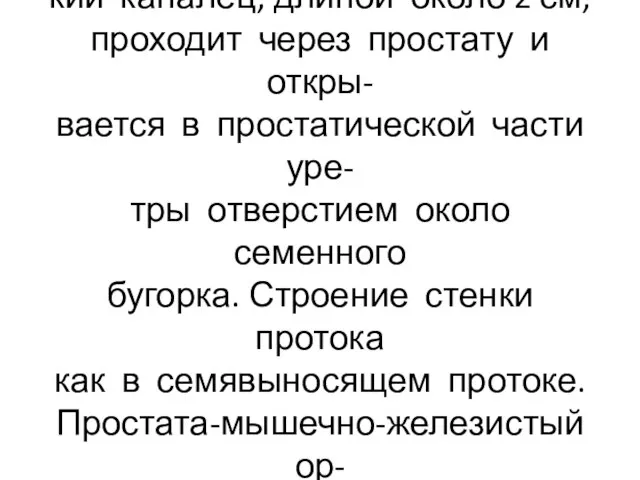 Семявыбрасывающий проток-тон- кий каналец, длиной около 2 см, проходит через простату