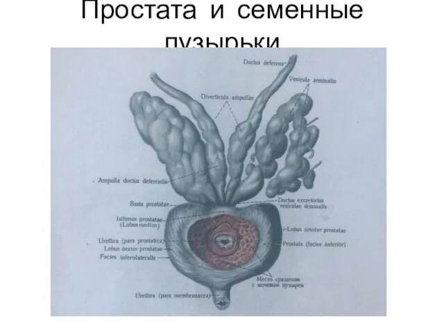 Простата и семенные пузырьки