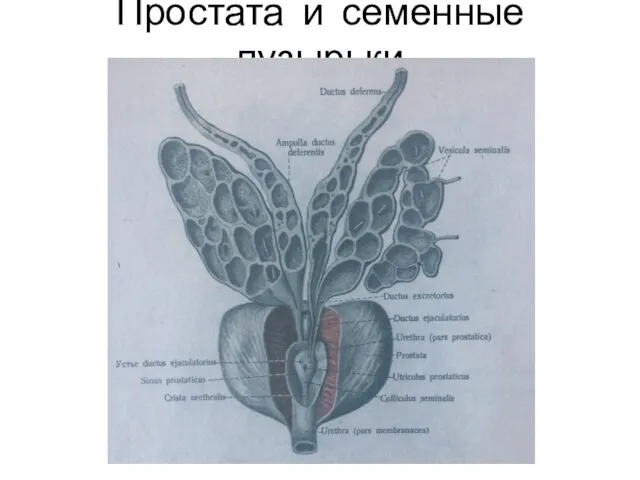 Простата и семенные пузырьки