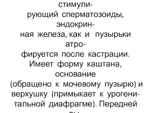 Простата выделяет секрет, состав- ляющий часть спермы и стимули- рующий сперматозоиды,