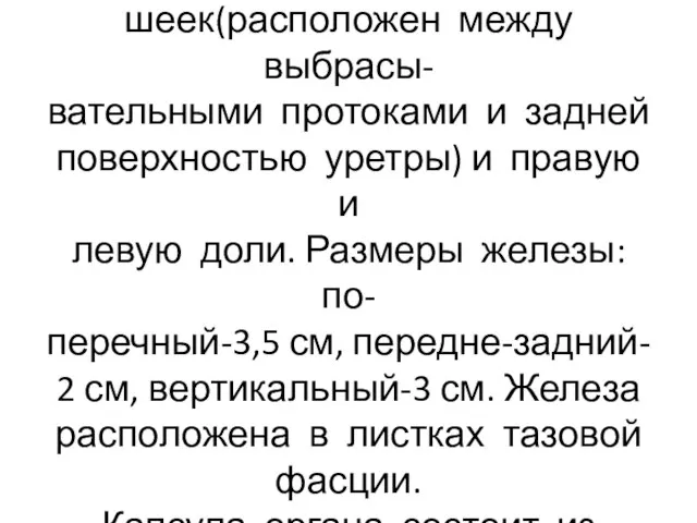 Ткань простаты делится на пере- шеек(расположен между выбрасы- вательными протоками и