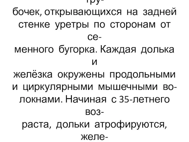 Паренхима простаты железисто- мышечная. Дольки состоят из тру- бочек, открывающихся на