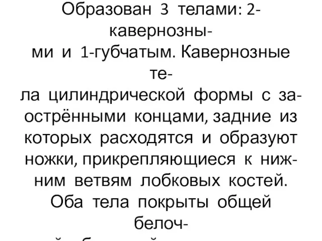 Половой член-копулятивный орган. Образован 3 телами: 2-кавернозны- ми и 1-губчатым. Кавернозные