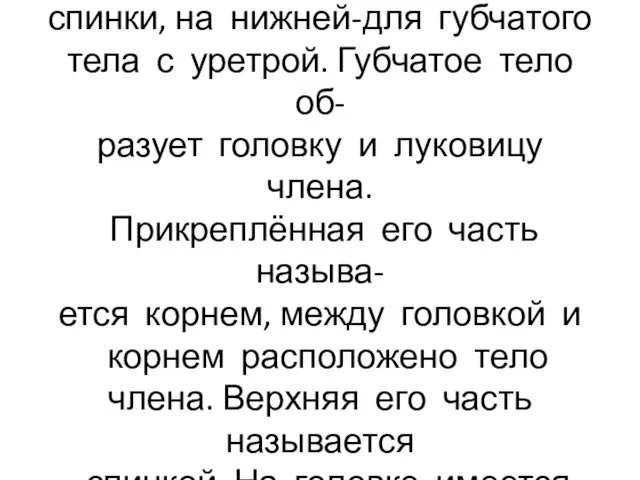 На верхней поверхности органа расположена борозда для вены спинки, на нижней-для