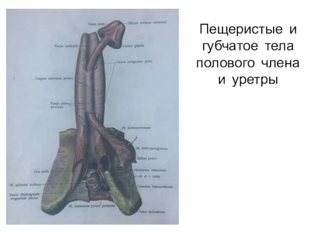 Пещеристые и губчатое тела полового члена и уретры