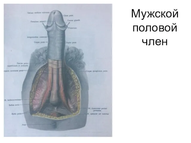 Мужской половой член