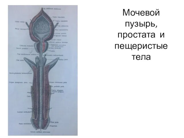 Мочевой пузырь, простата и пещеристые тела