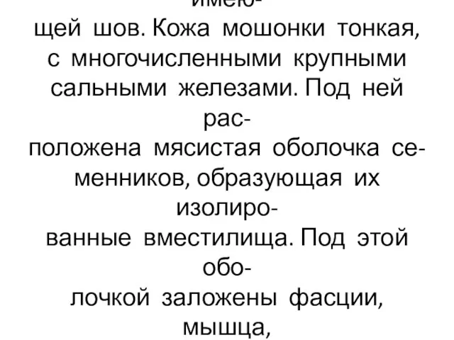 Мошонка покрыта морщинистой кожей, пигментированной и имею- щей шов. Кожа мошонки