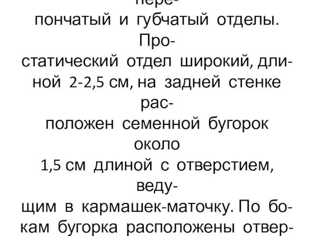 Мужская уретра длиной около 18 см, имеет простатический,пере- пончатый и губчатый