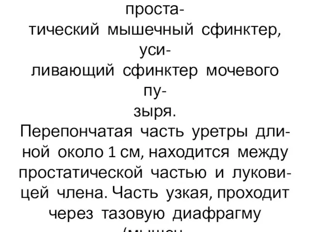 Около бугорка расположен проста- тический мышечный сфинктер, уси- ливающий сфинктер мочевого