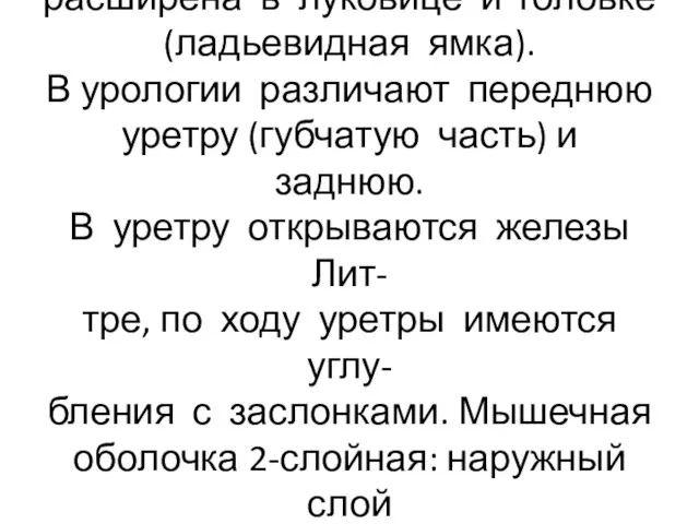 Губчатая часть длиной около 15 см, расширена в луковице и головке