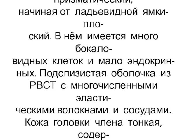 Эпителий уретры призматический, начиная от ладьевидной ямки-пло- ский. В нём имеется