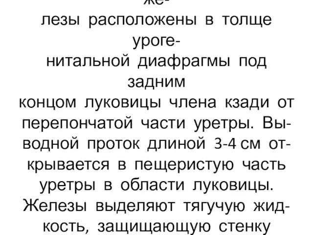 Бульбоуретральные(Куперовы) же- лезы расположены в толще уроге- нитальной диафрагмы под задним