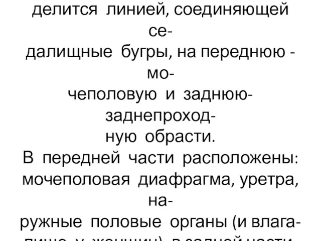 Промежность образует дно таза и делится линией, соединяющей се- далищные бугры,