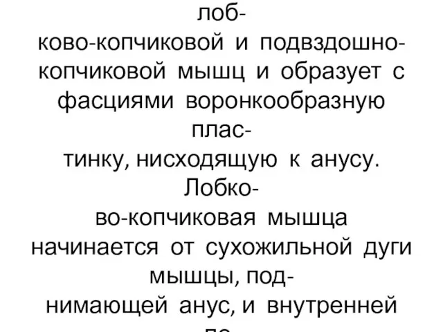 Мышца, поднимающая анус, треу- гольная по форме, состоит из лоб- ково-копчиковой