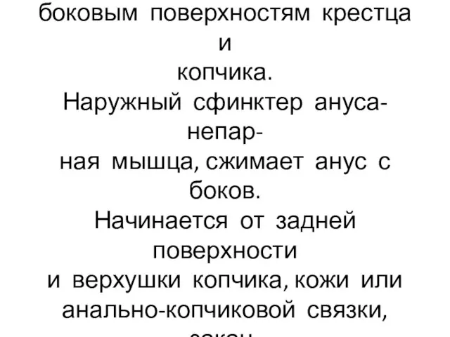 Копчиковая мышца начинается от седалищной ости, прикрепляется к боковым поверхностям крестца