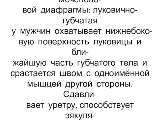 Поверхностные мышцы мочеполо- вой диафрагмы: луковично-губчатая у мужчин охватывает нижнебоко- вую