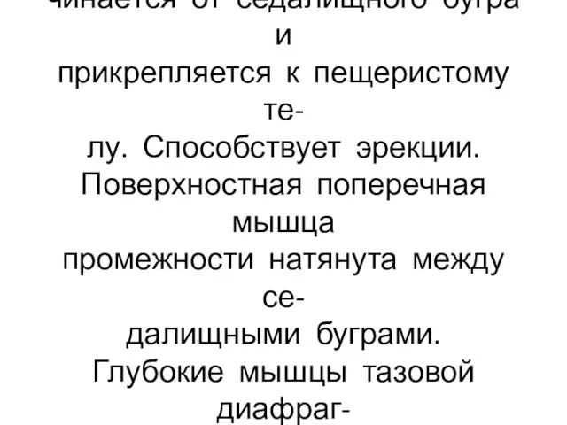 Седалищно-пещеристая мышца на- чинается от седалищного бугра и прикрепляется к пещеристому