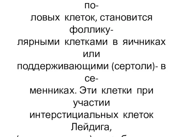 Эпителий половых валиков обеспе- чивает трофику созревающих по- ловых клеток, становится