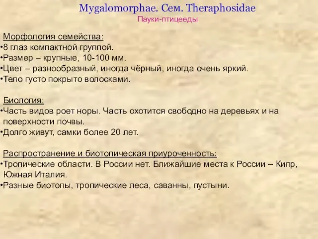 Морфология семейства: 8 глаз компактной группой. Размер – крупные, 10-100 мм.