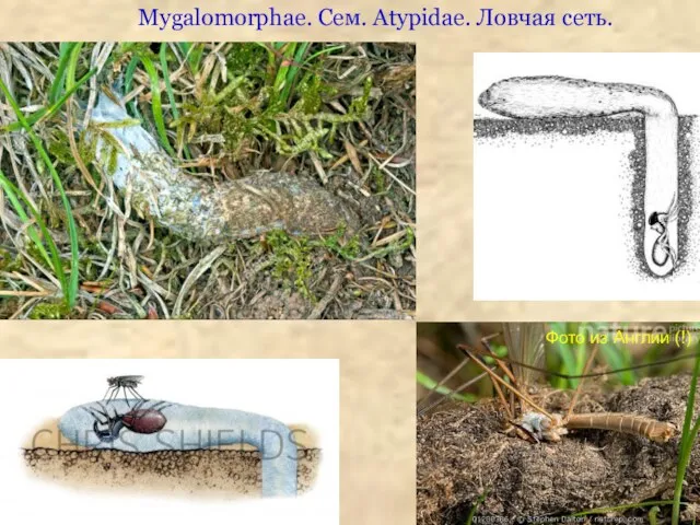 Mygalomorphae. Сем. Atypidae. Ловчая сеть. Фото из Англии (!)