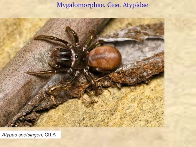 Atypus snetsingeri, США Mygalomorphae. Сем. Atypidae