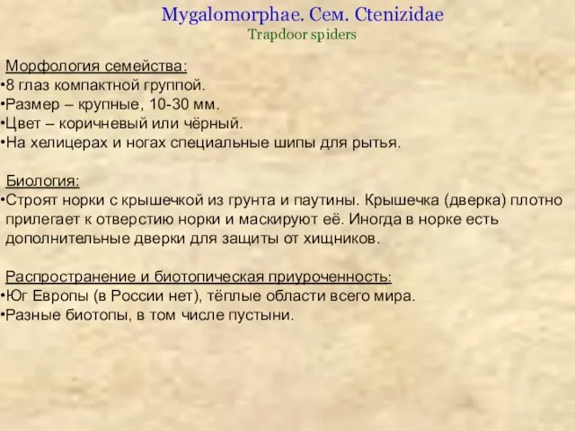 Морфология семейства: 8 глаз компактной группой. Размер – крупные, 10-30 мм.