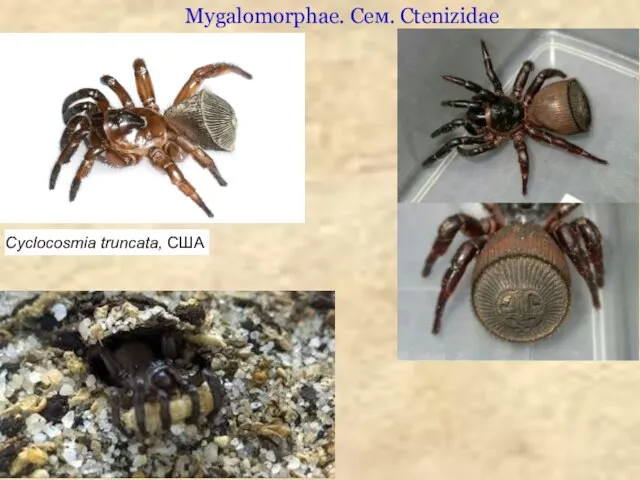 Mygalomorphae. Сем. Ctenizidae Cyclocosmia truncata, США