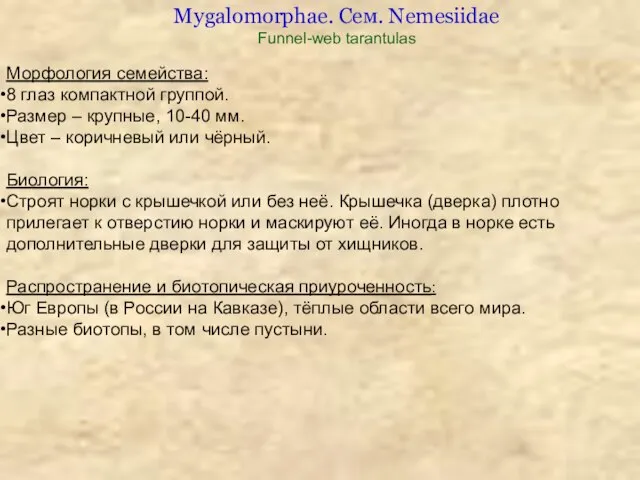 Морфология семейства: 8 глаз компактной группой. Размер – крупные, 10-40 мм.