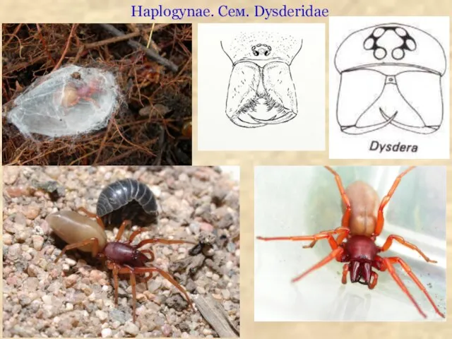 Haplogynae. Сем. Dysderidae