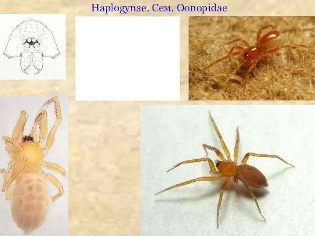 Haplogynae. Сем. Oonopidae