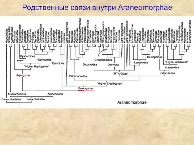 Родственные связи внутри Araneomorphae