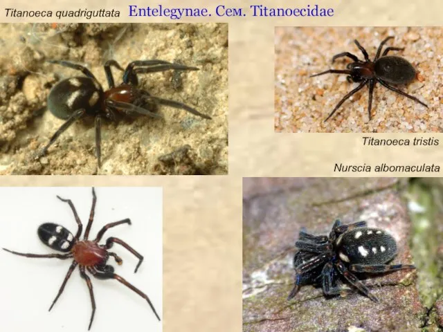 Entelegynae. Сем. Titanoecidae Titanoeca quadriguttata Titanoeca tristis Nurscia albomaculata