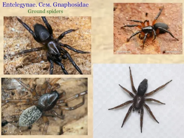 Entelegynae. Сем. Gnaphosidae Ground spiders