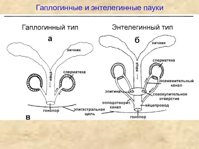 Гаплогинные и энтелегинные пауки