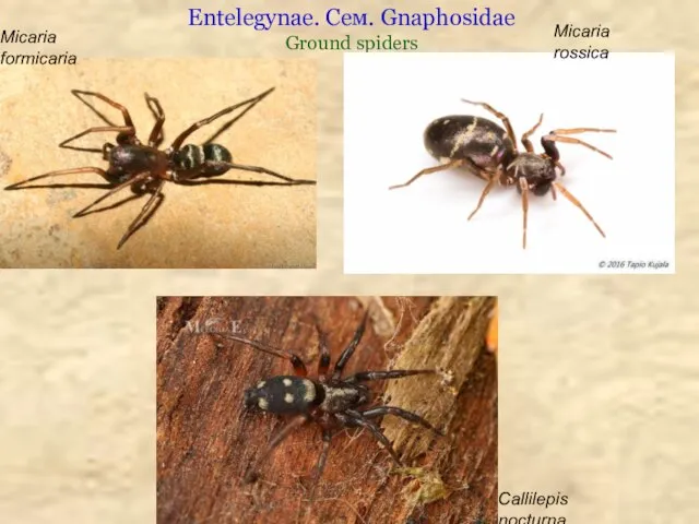 Entelegynae. Сем. Gnaphosidae Ground spiders Micaria formicaria Micaria rossica Callilepis nocturna