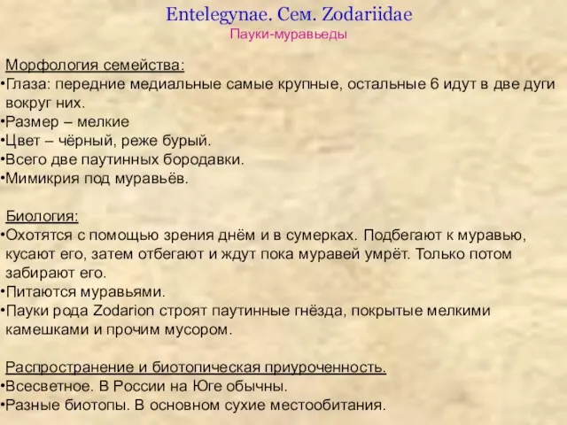 Entelegynae. Сем. Zodariidae Пауки-муравьеды Морфология семейства: Глаза: передние медиальные самые крупные,