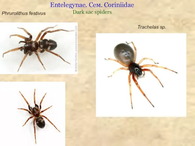 Entelegynae. Сем. Coriniidae Dark sac spiders Phrurolithus festivus Trachelas sp.